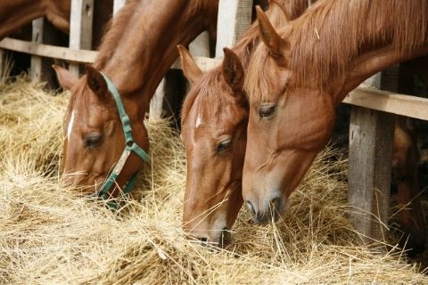 How To Calculate How Much Forage Your Horse Needs