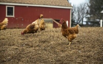 Tips for How to Build a Chicken Coop