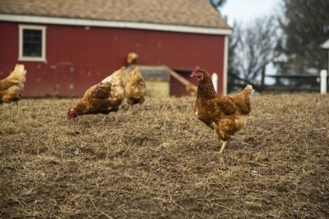 Tips for How to Build a Chicken Coop