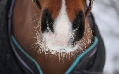 Steps To Prepare Your Horses for Winter