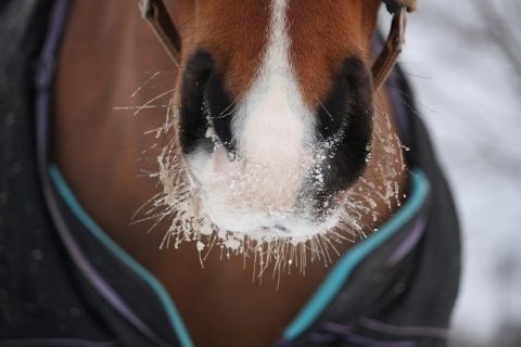 Steps To Prepare Your Horses for Winter