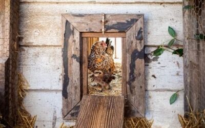 Routine Chicken Coop Maintenance Tips