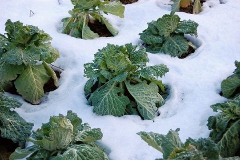 Tips to Prepare Your Vegetable Garden for Winter
