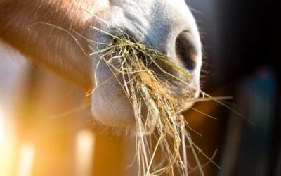 How To Ensure Proper Equine Nutrition in the Winter