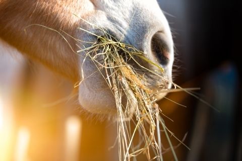 How To Ensure Proper Equine Nutrition in the Winter
