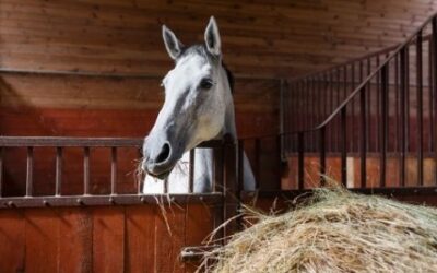 How Your Horse’s Diet Affects Their Behavior