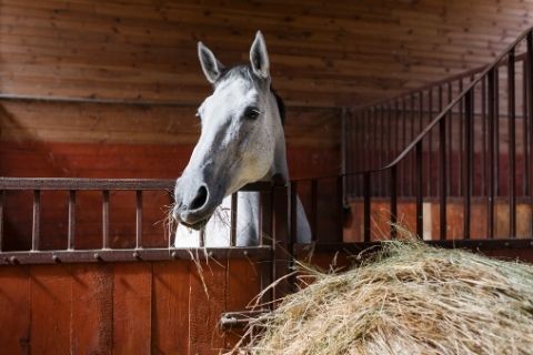 How Your Horse’s Diet Affects Their Behavior