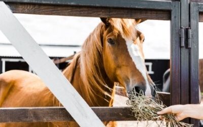 Tips for Feeding Your Dentally- Challenged Horse