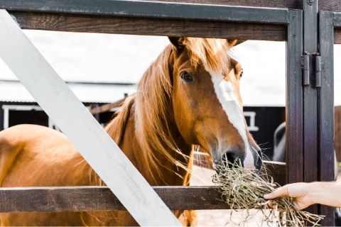 Tips for Feeding Your Dentally- Challenged Horse