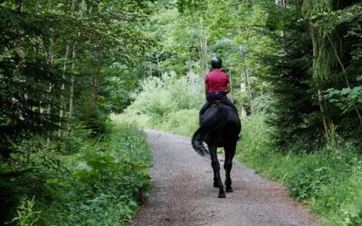 Benefits of Trail Riding for Performance Horses