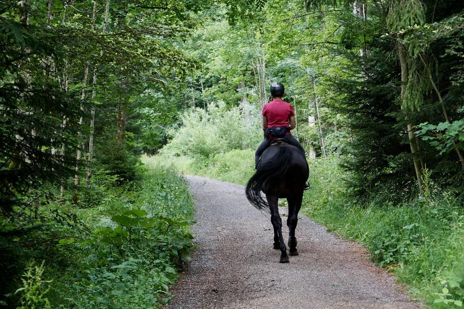 Benefits of Trail Riding for Performance Horses