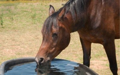 Encouraging Your Horse To Drink