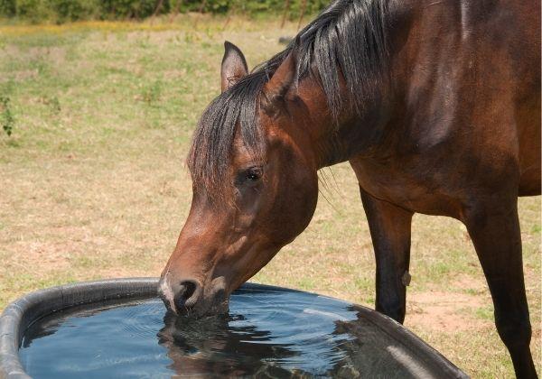 Encouraging Your Horse To Drink