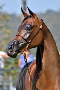 5 of the Most Popular Horse Breeds