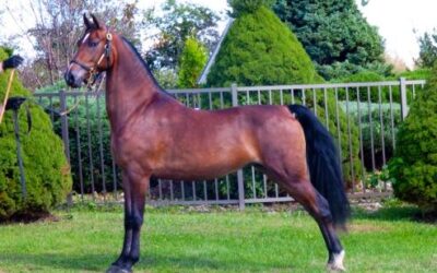 5 of the Most Popular Horse Breeds