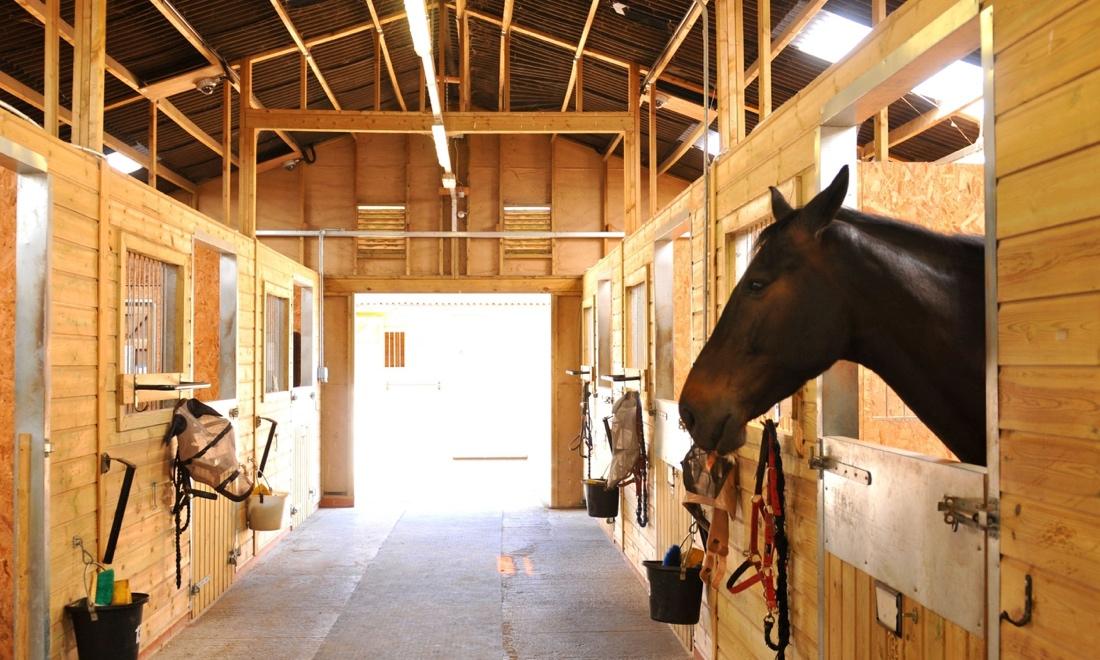 Tips for Keeping a Horse on Stall Rest