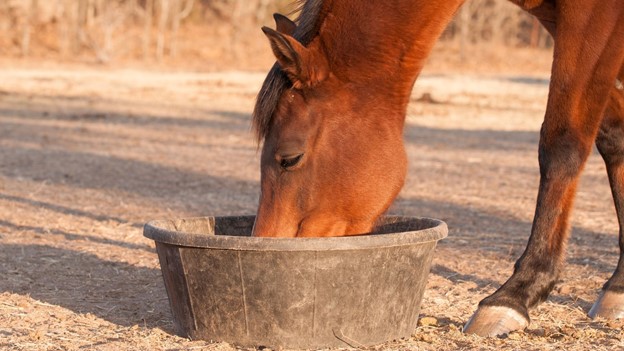 What You Must Consider for Your Horse Dry Lot