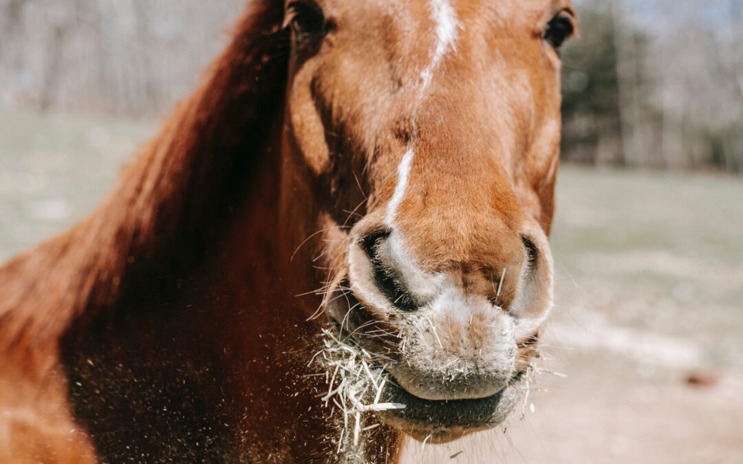 Does Your Horse Need Their Teeth Floated?