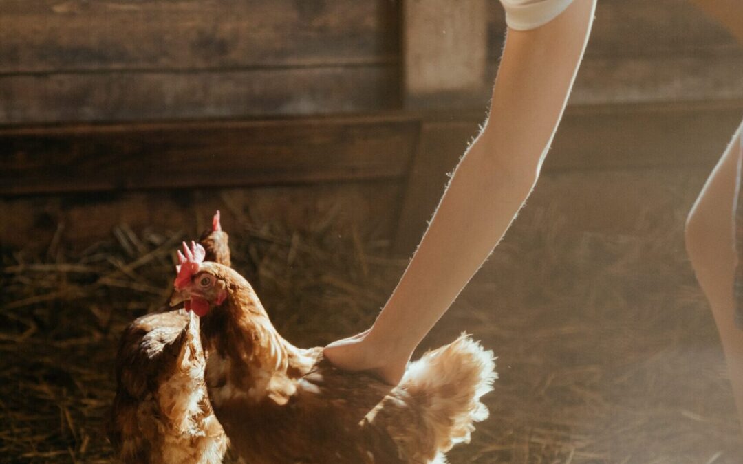 5 Steps to Spring Clean Your Chicken Coop