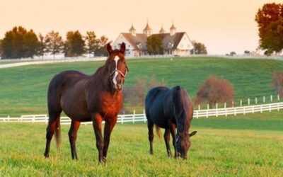 10 Tips for Preventing or Reducing Ulcers in Horses