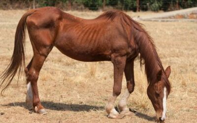 What To Know About Caring for an Underweight Horse
