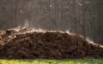 A Look at Composting Manure, From Coop to Garden
