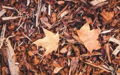 Reasons To Mulch Your Garden in the Fall