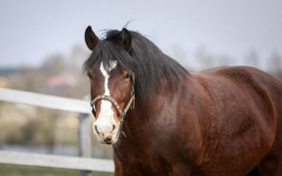 5 Warning Signs That Your Horse Has Laminitis