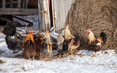Caring for Your Chickens in Winter Weather