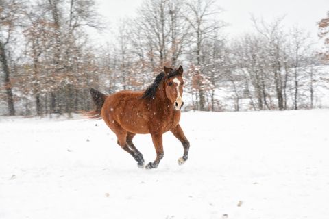 Caring for Older Horses in Cold Winter Months
