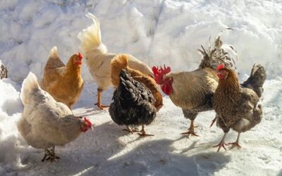 How To Reduce Ammonia in Poultry Houses in Winter