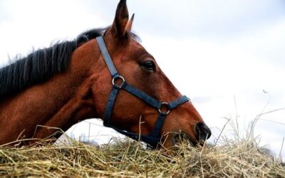 The Hidden Side Effect of High-Protein Diets for Horses