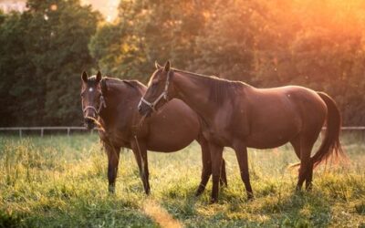 The Importance of Proper Nutrition for a Pregnant Mare