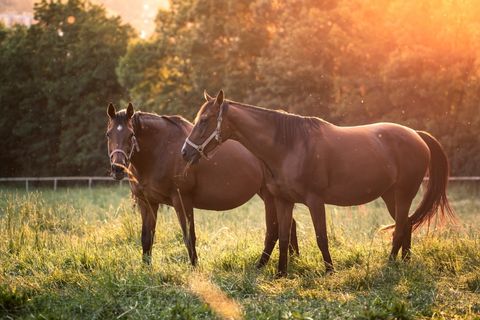 The Importance of Proper Nutrition for a Pregnant Mare