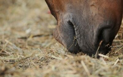 How To Stimulate Appetite and Get a Horse To Eat