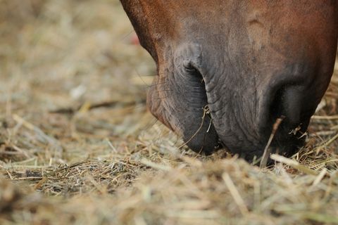 How To Stimulate Appetite and Get a Horse To Eat