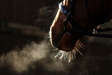 3 Common Respiratory Illnesses in Horses