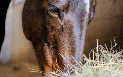 Senior Horse Respiratory Care: Keep Their Breathing Healthy