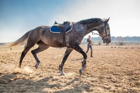Proper Performance Horse Nutrition: Feed and Supplements