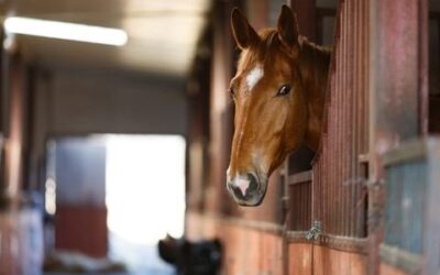 Horse Show Stall Setup: Make Your Horses Comfortable