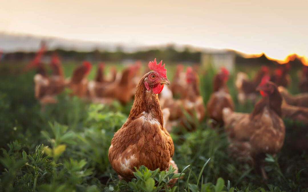 How To Keep Chickens Cool During Hot Summer Weather
