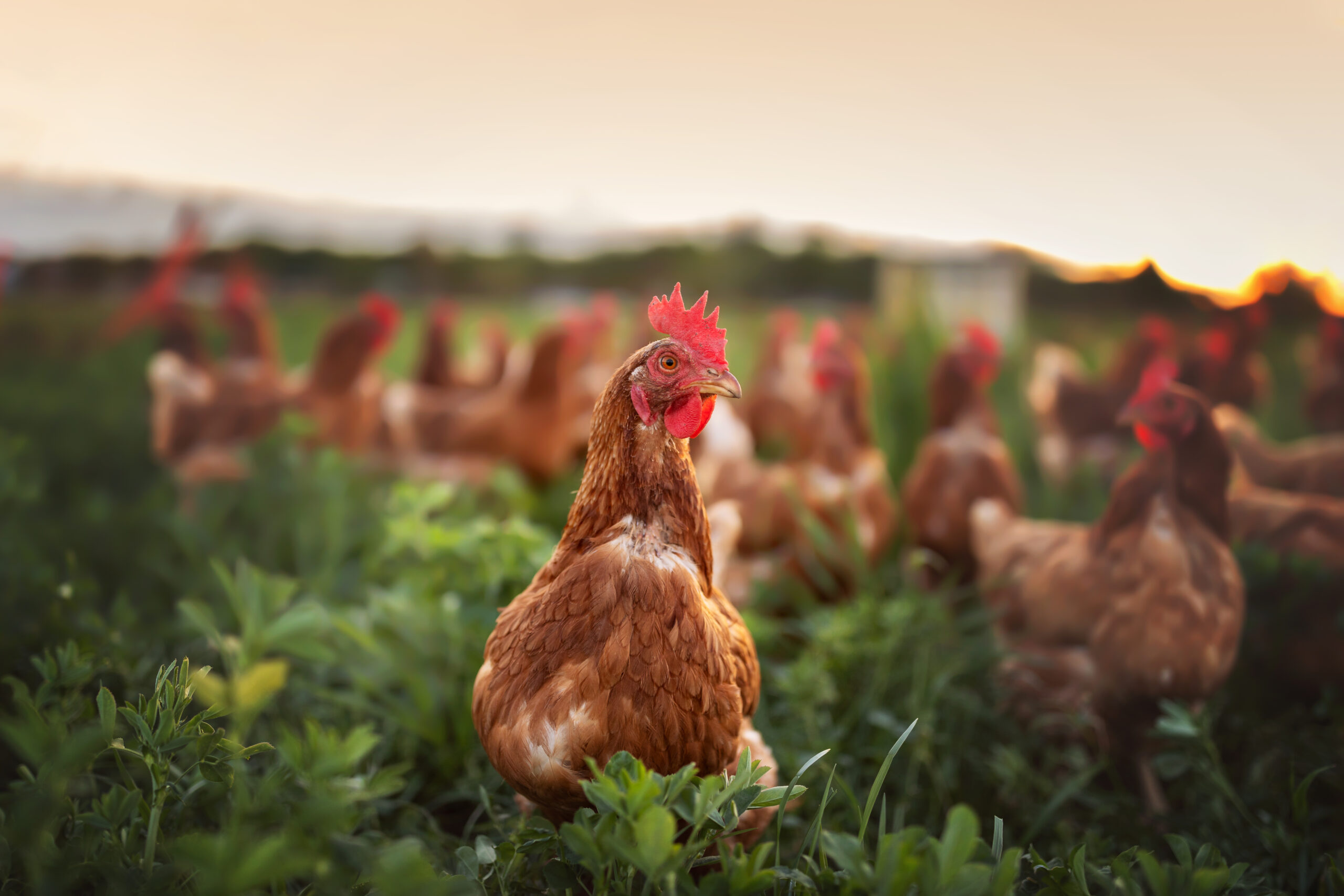 How To Keep Chickens Cool During Hot Summer Weather Lucerne Farms