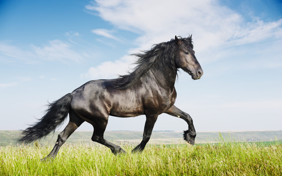 5 Signs That Your Horse Is Healthy and Thriving