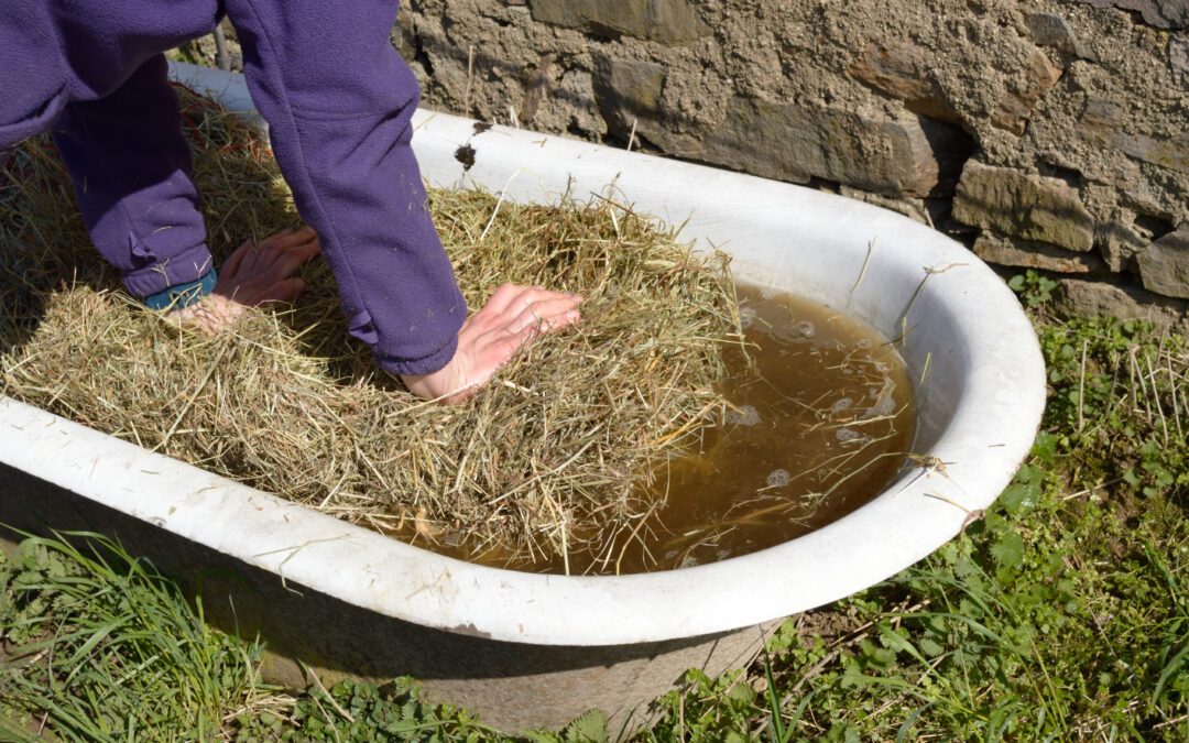 The Pros and Cons of Soaking Hay for Horses
