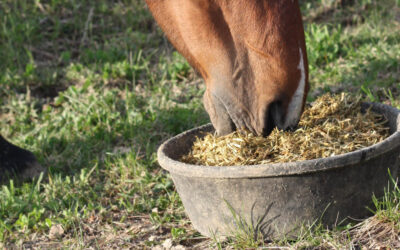 Benefits of Molasses for Horses