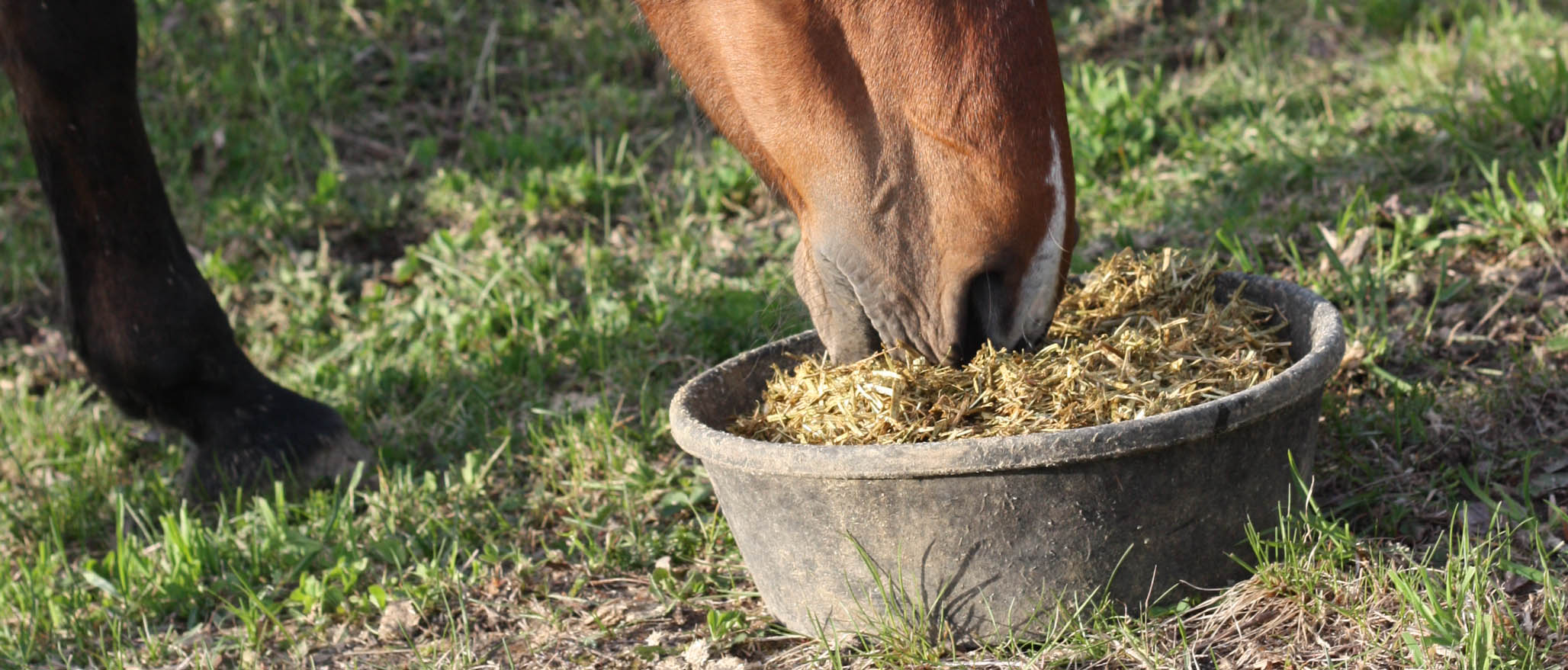 Benefits of Molasses for Horses Lucerne Farms