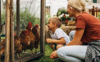 The Basics of Chicken Coop Setup and Maintenance