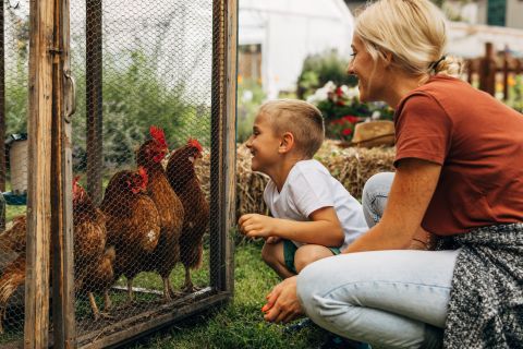 The Basics of Chicken Coop Setup and Maintenance