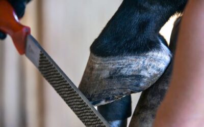 5 Tips for Maintaining Strong and Healthy Horse Hooves