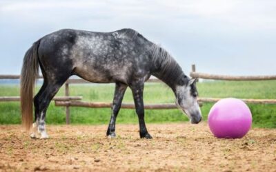 5 Ideas and Activities for Horse Enrichment 